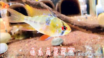 鳳凰魚混養(yǎng)食物選擇指南：鳳凰魚混養(yǎng)水族箱布局技巧 其他寵物 第4張