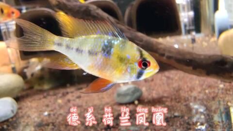 鳳凰魚混養(yǎng)食物選擇指南：鳳凰魚混養(yǎng)水族箱布局技巧 其他寵物 第3張