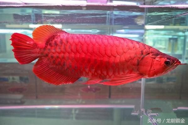 龍魚喂什么飼料魚吃的多：龍魚一天需要吃多少飼料？ 水族問答 第2張