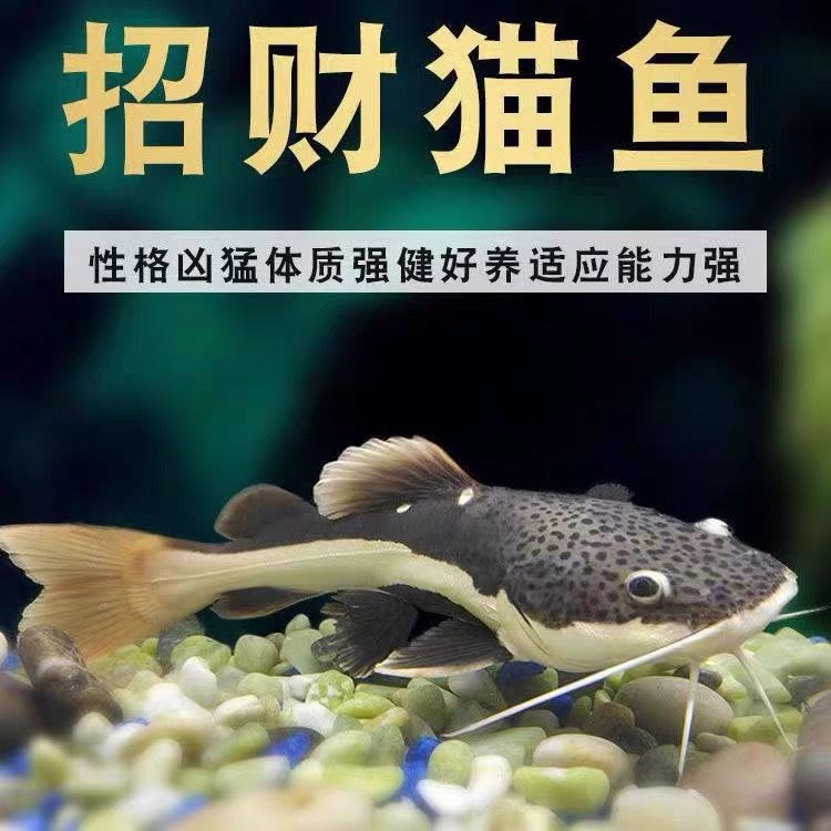 招財貓魚苗飼料營養(yǎng)成分：如何自制招財貓魚苗飼料，招財貓魚苗飼料選購指南 其他寵物 第1張