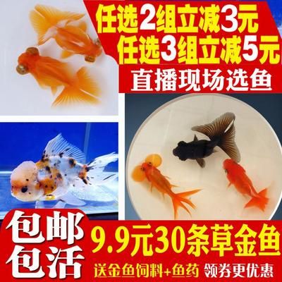 紅白錦鯉飼料選擇指南：紅白錦鯉飼料品牌推薦 其他寵物 第1張