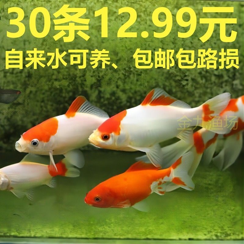 紅白錦鯉飼料選擇指南：紅白錦鯉飼料品牌推薦 其他寵物 第4張