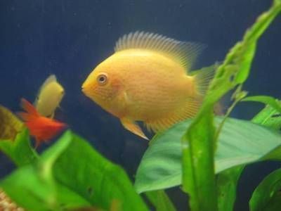 龍魚(yú)喂什么飼料最好：龍魚(yú)飼料的選擇 水族問(wèn)答 第1張