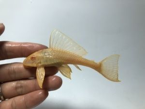 女王大帆魚苗免疫增強(qiáng)方法：關(guān)于女王大帆魚苗免疫增強(qiáng)方法的信息 其他寵物 第1張