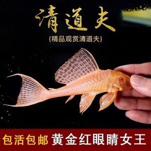 女王大帆魚苗免疫增強(qiáng)方法：關(guān)于女王大帆魚苗免疫增強(qiáng)方法的信息 其他寵物 第2張