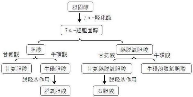 魚飼料中膽汁酸的作用：膽汁酸在魚飼料中的主要作用 其他寵物 第2張