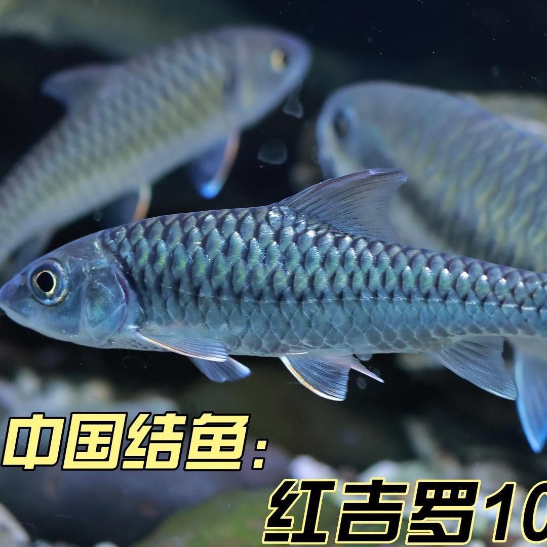 國(guó)結(jié)吉羅魚：國(guó)結(jié)吉羅魚在海洋生態(tài)研究中占有重要地位也是許多地區(qū)漁業(yè)重要資源 吉羅魚批發(fā) 第5張