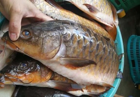 肯逸湖吉羅魚：肯逸湖吉羅魚價(jià)格，吉羅魚的生活習(xí)性 吉羅魚批發(fā) 第1張