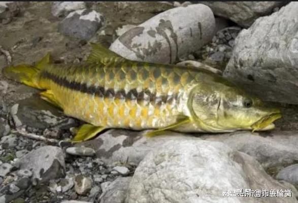 孟加拉皇室金吉羅魚：孟加拉皇室金吉羅魚的飼養(yǎng)技巧 吉羅魚批發(fā) 第4張