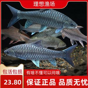 哥拉巴拉吉羅魚：哥拉巴拉吉羅魚的飼養(yǎng)方法 吉羅魚批發(fā) 第1張