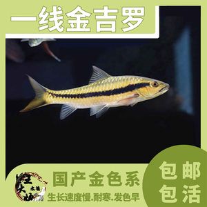 金似丘吉羅魚：金似丘吉羅魚的市場價格 吉羅魚批發(fā) 第5張