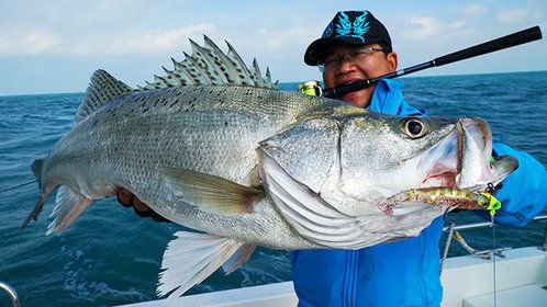 曼谷藍(lán)吉羅魚：保山藍(lán)吉羅魚養(yǎng)殖技術(shù)