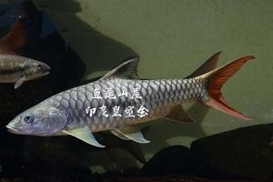 印尼皇室金吉羅魚：印尼皇室金吉羅魚價(jià)格，金吉羅魚品種鑒別，金吉羅魚市場價(jià)值