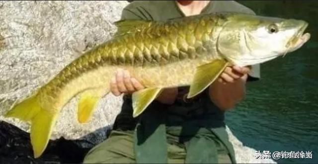 老版盈江吉羅魚：“老版盈江吉羅魚”是中國云南省德宏傣族自治州盈江縣的特產(chǎn) 吉羅魚批發(fā) 第5張