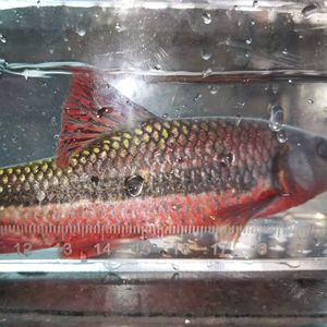 紅似丘吉羅魚：紅似丘吉羅魚的生物學(xué)特征、飼養(yǎng)要求和繁殖方法 吉羅魚批發(fā) 第4張