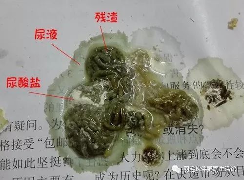 如何辨別鸚鵡健康狀況：如何判斷鸚鵡的健康狀況 其他寵物 第2張