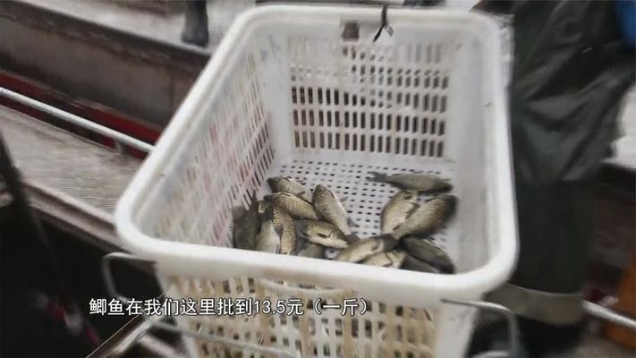 全球魚價上漲背后的驅(qū)動因素是什么？：全球魚價上漲是多種因素交織的結(jié)果 其他寵物 第2張