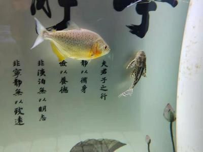 招財貓魚苗白點病治療方法：招財貓魚苗患上白點病怎么辦