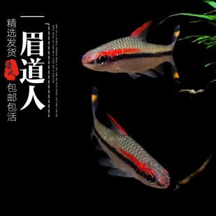 紅眉道人魚苗疾病預防飼料：紅眉道人魚苗養(yǎng)殖水質管理,紅眉道人魚苗免疫增強方法