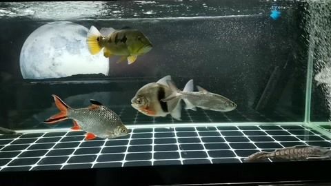 鐵甲武士魚飼料自制方法：鐵甲武士魚飼料配方 其他寵物 第4張