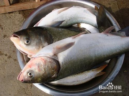 泰龐海鰱魚的食用價(jià)值探究：泰龐海鰱魚的價(jià)格 其他寵物 第2張