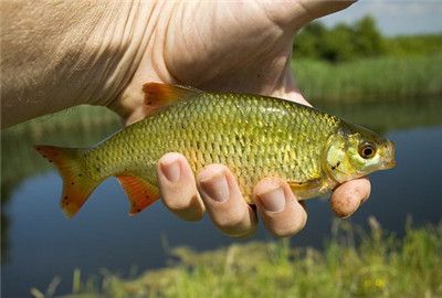 泰龐海鰱魚(yú)的食用價(jià)值探究：泰龐海鰱魚(yú)的價(jià)格