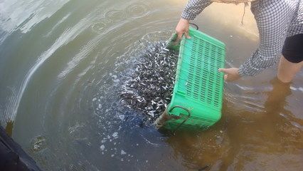 改善水質(zhì)提升魚苗食欲方法：如何改善水質(zhì)，提升魚苗食欲 其他寵物 第3張