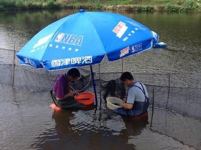 魚苗疫苗接種的最佳時機：魚苗疫苗接種的最佳時機取決于多種因素 其他寵物 第3張