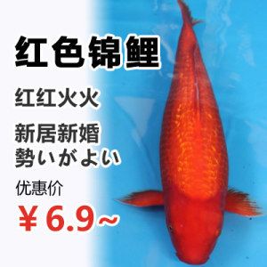 大正錦鯉飼料營養(yǎng)成分表：大正錦鯉飼料品牌推薦 其他寵物 第1張