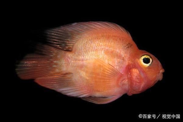 水族箱照明功率計算方法：養(yǎng)殖觀賞魚為主,水族箱照明對水質(zhì)影響,不同水草光照需求對比 其他寵物 第3張