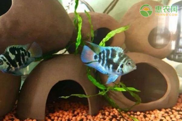 龍魚喂飼料好不好養(yǎng)：關(guān)于龍魚的問題 水族問答 第1張