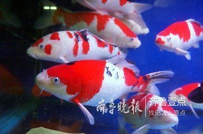 龍魚喂飼料好還是魚好：如何判斷龍魚的飲食需求 水族問答 第1張