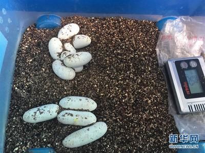 玉鯖魚繁殖水溫調(diào)控方法：玉鯖魚繁殖周期及特點(diǎn)玉鯖魚繁殖水質(zhì)管理技巧 其他寵物 第1張