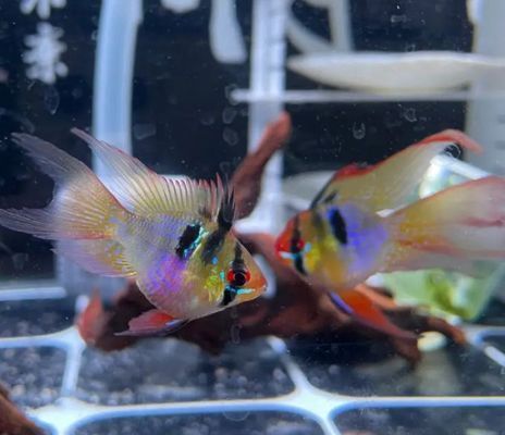 龍魚喂飼料長得快還是活食長得快：——龍魚飼料和活食對龍魚生長速度的影響 水族問答 第2張