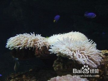 如何防止水溫驟變：水溫驟變對(duì)水生動(dòng)植物和生態(tài)系統(tǒng)造成嚴(yán)重影響采取措施預(yù)防和減輕 其他寵物 第1張