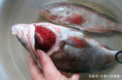 如何挑選健康魚鰓：挑選健康魚鰓是確保魚類健康和預(yù)防疾病的關(guān)鍵步驟 其他寵物 第5張