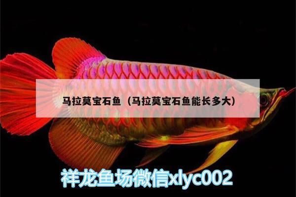 馬拉莫寶石魚(yú)適宜的飼料類(lèi)型：馬拉莫寶石魚(yú)的飼料類(lèi)型及其重要性 其他寵物 第3張