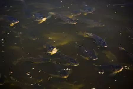 如何選擇合適的魚飼料添加劑？：如何選擇合適的魚飼料添加劑 其他寵物 第2張