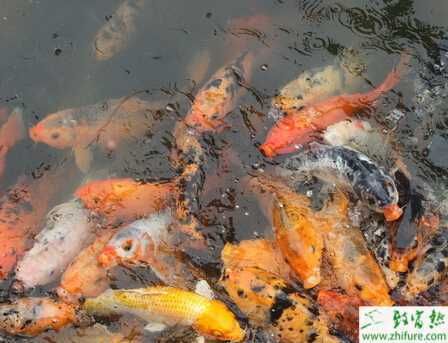 如何判斷錦鯉魚飼料的新鮮度：判斷錦鯉魚飼料的新鮮度可以通過以下幾種方法判斷 其他寵物 第3張