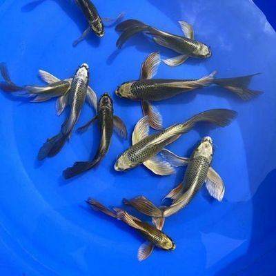 如何判斷錦鯉魚飼料的新鮮度：判斷錦鯉魚飼料的新鮮度可以通過以下幾種方法判斷 其他寵物 第4張