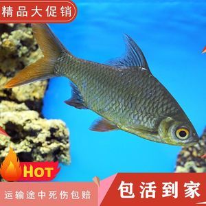 雙線側魚疾病預防措施：雙線側魚疾病預防方法