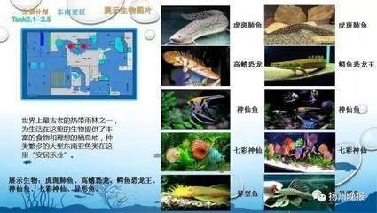 雙線側(cè)魚(yú)疾病預(yù)防措施：雙線側(cè)魚(yú)疾病預(yù)防方法 其他寵物 第2張