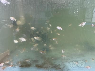 蝴蝶鯉魚(yú)苗水溫調(diào)控技巧：蝴蝶鯉魚(yú)苗水溫調(diào)控的一些技巧 其他寵物 第5張