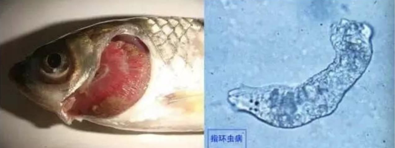 指環(huán)蟲病對魚的影響：指環(huán)蟲病對魚的影響及其防治方法