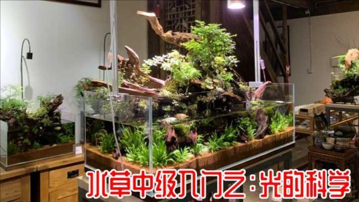 水族箱照明選擇與水草生長：水族箱照明對于水草的生長至關(guān)重要 其他寵物 第1張