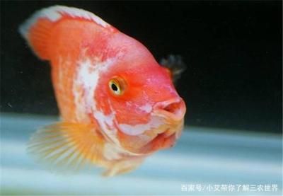 鴨嘴鯊魚冬季養(yǎng)護(hù)技巧：鴨嘴鯊魚冬季養(yǎng)護(hù)技巧包括保持水溫穩(wěn)定、確保水中有充足的溶解氧 其他寵物 第1張