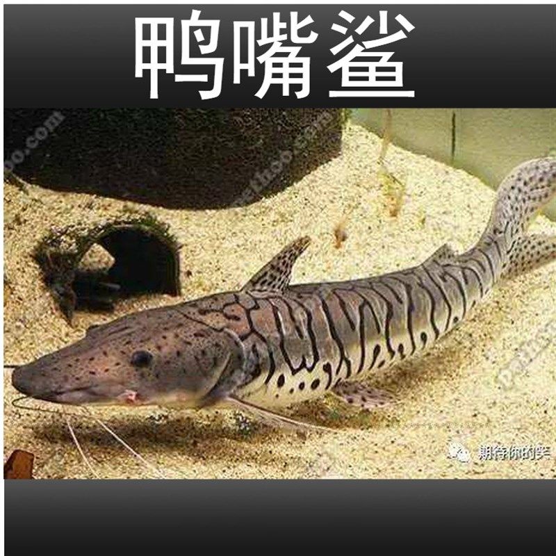 鴨嘴鯊魚冬季養(yǎng)護(hù)技巧：鴨嘴鯊魚冬季養(yǎng)護(hù)技巧包括保持水溫穩(wěn)定、確保水中有充足的溶解氧 其他寵物 第5張