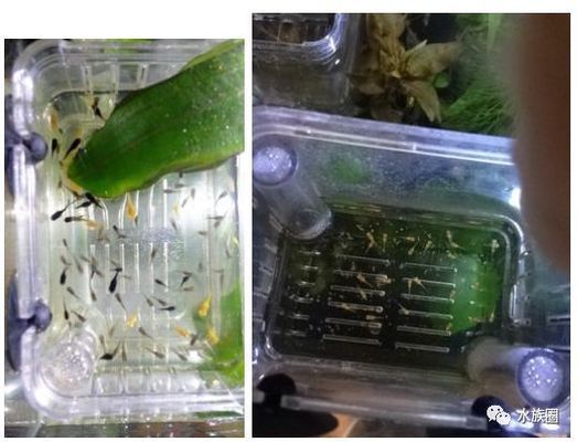 如何科學(xué)選擇魚苗飼料：魚苗開口期最佳飼料選擇 其他寵物 第1張