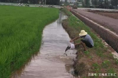 如何科學(xué)選擇魚苗飼料：魚苗開口期最佳飼料選擇 其他寵物 第4張