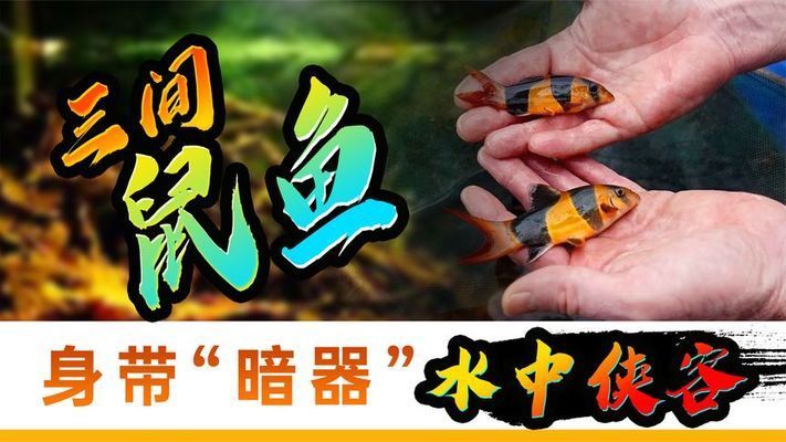 混養(yǎng)三間鼠魚的疾病預防方法：三間鼠魚生態(tài)防病案例 其他寵物 第2張